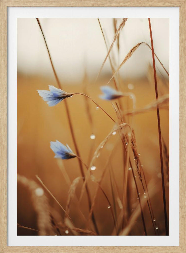 Blaue Blüten im Morgengrauen | Poster