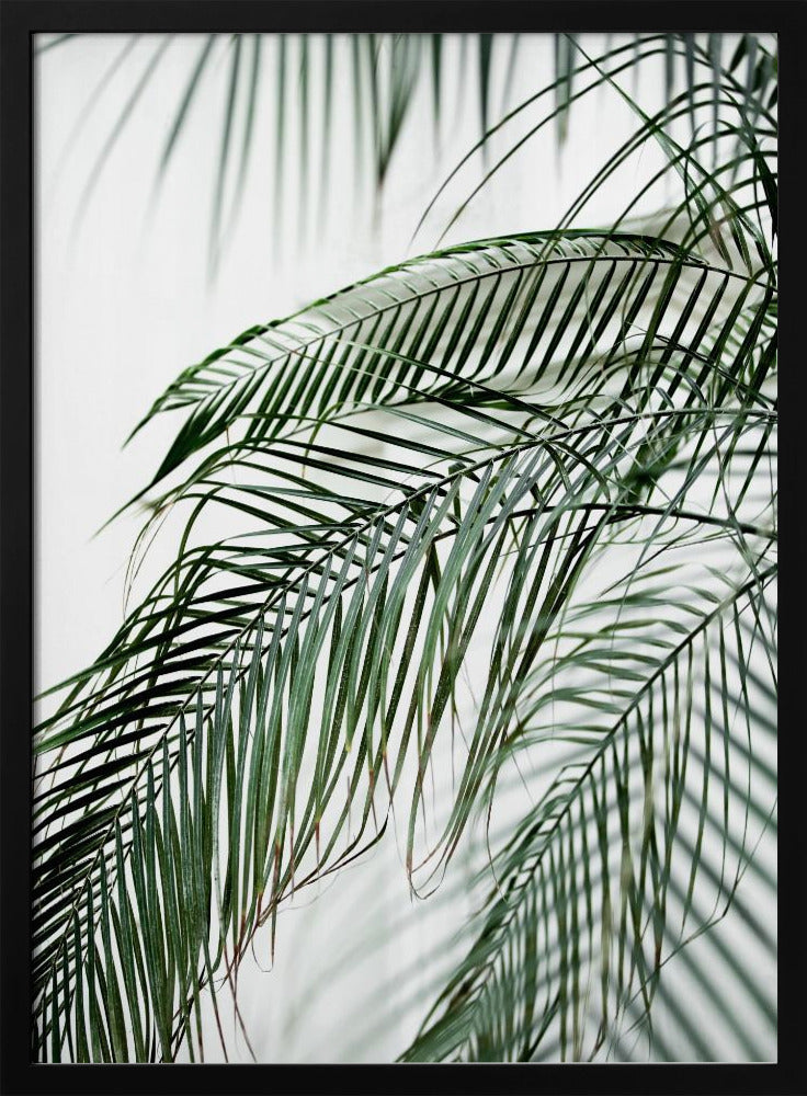 Palm Leaves 21 | Poster