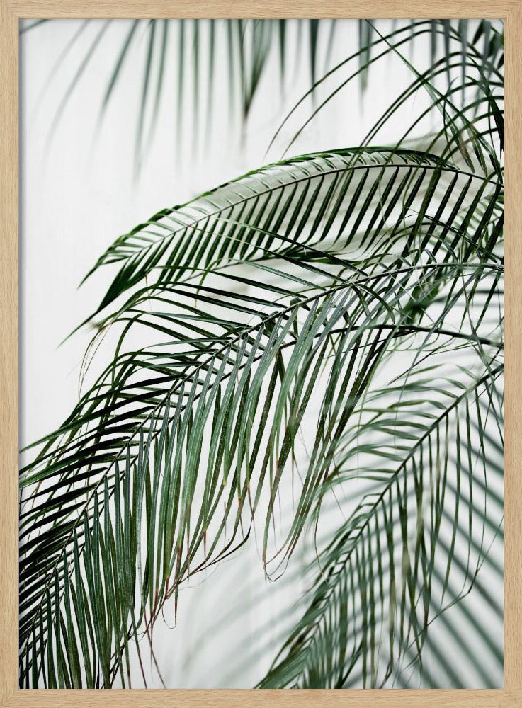 Palm Leaves 21 | Poster