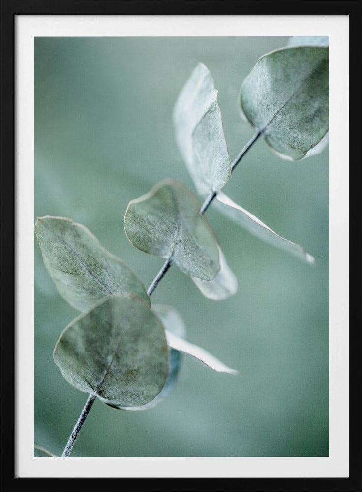 Eukalyptus 9 | Poster