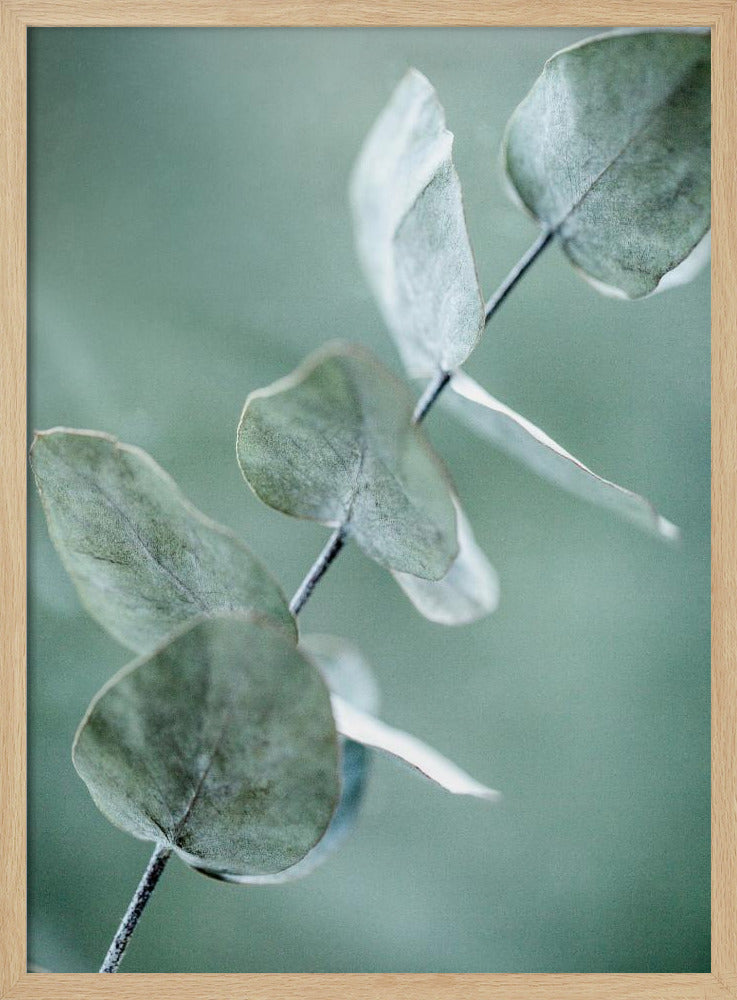Eukalyptus 9 | Poster
