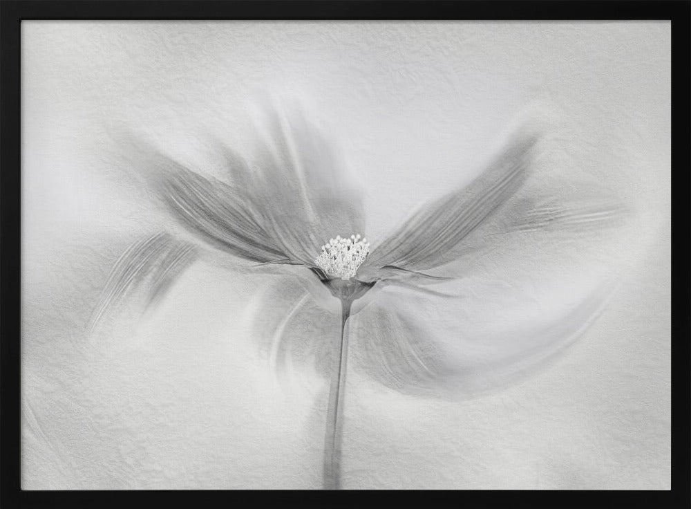 Dancing Cosmos | Poster