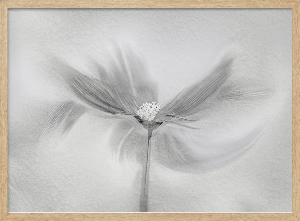 Dancing Cosmos | Poster