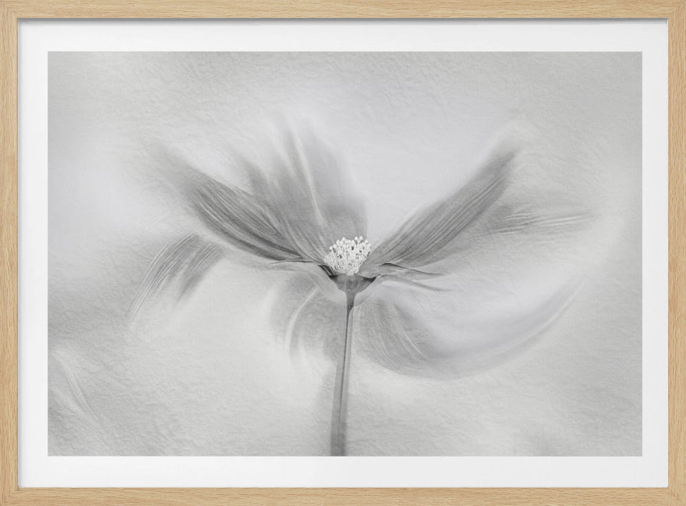 Dancing Cosmos | Poster