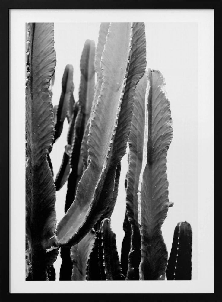Cactus Elegance | Poster