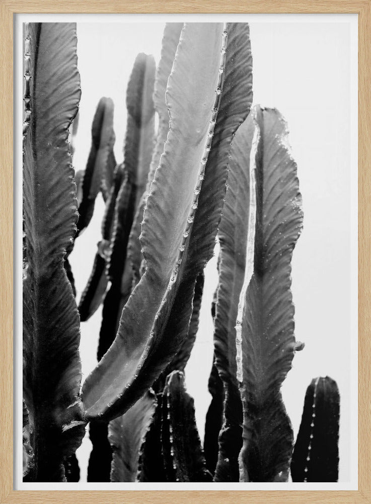 Cactus Elegance | Poster