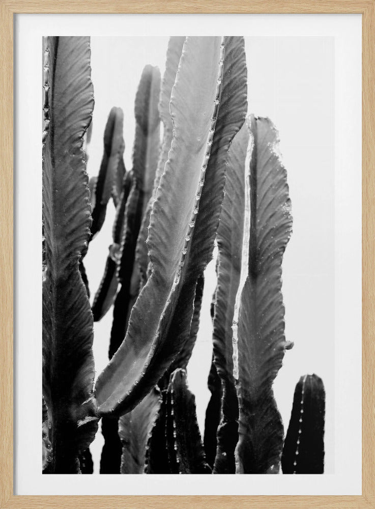Cactus Elegance | Poster