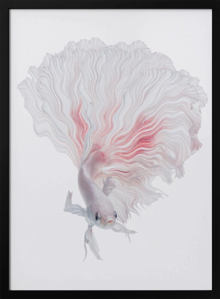 Wurzel-Betta | Poster