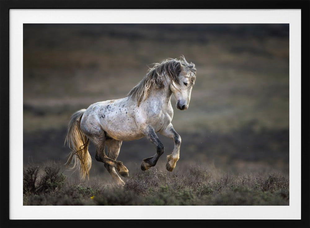 Mustang, Wildpferd / Equus ferus caballus | Poster