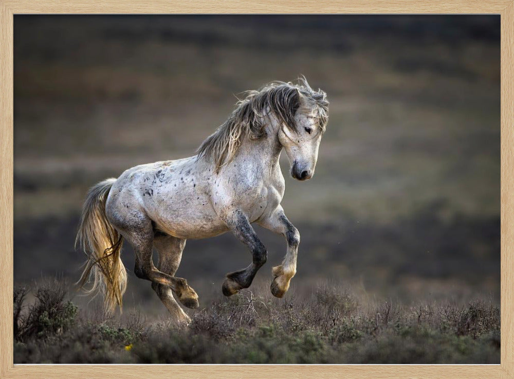 Mustang, Wildpferd / Equus ferus caballus | Poster