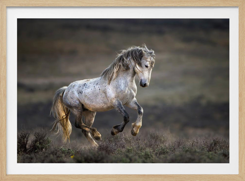 Mustang, Wildpferd / Equus ferus caballus | Poster