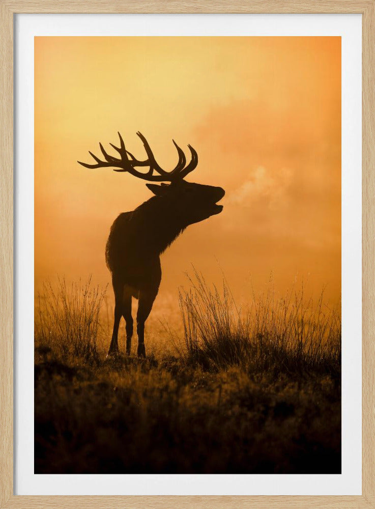 Morgenruf | Poster