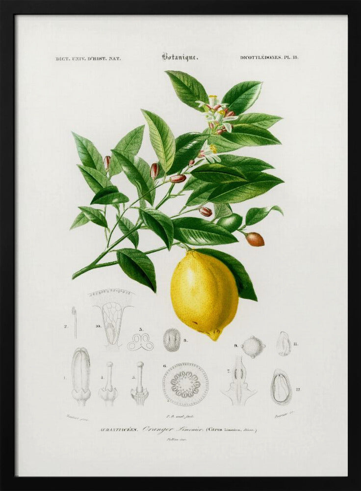 Zitrone (Citrus Limonium) | Poster
