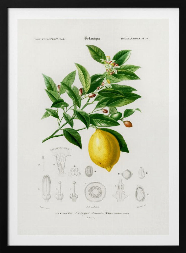 Zitrone (Citrus Limonium) | Poster