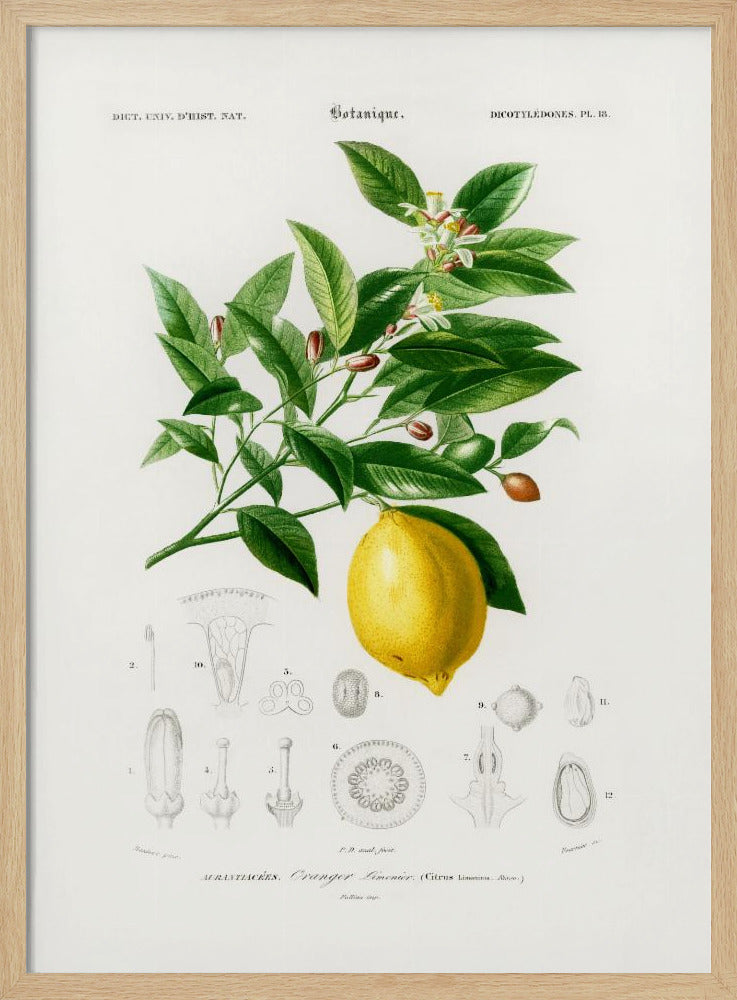 Zitrone (Citrus Limonium) | Poster