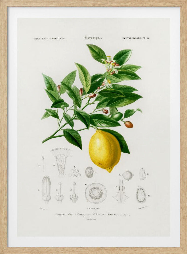 Zitrone (Citrus Limonium) | Poster