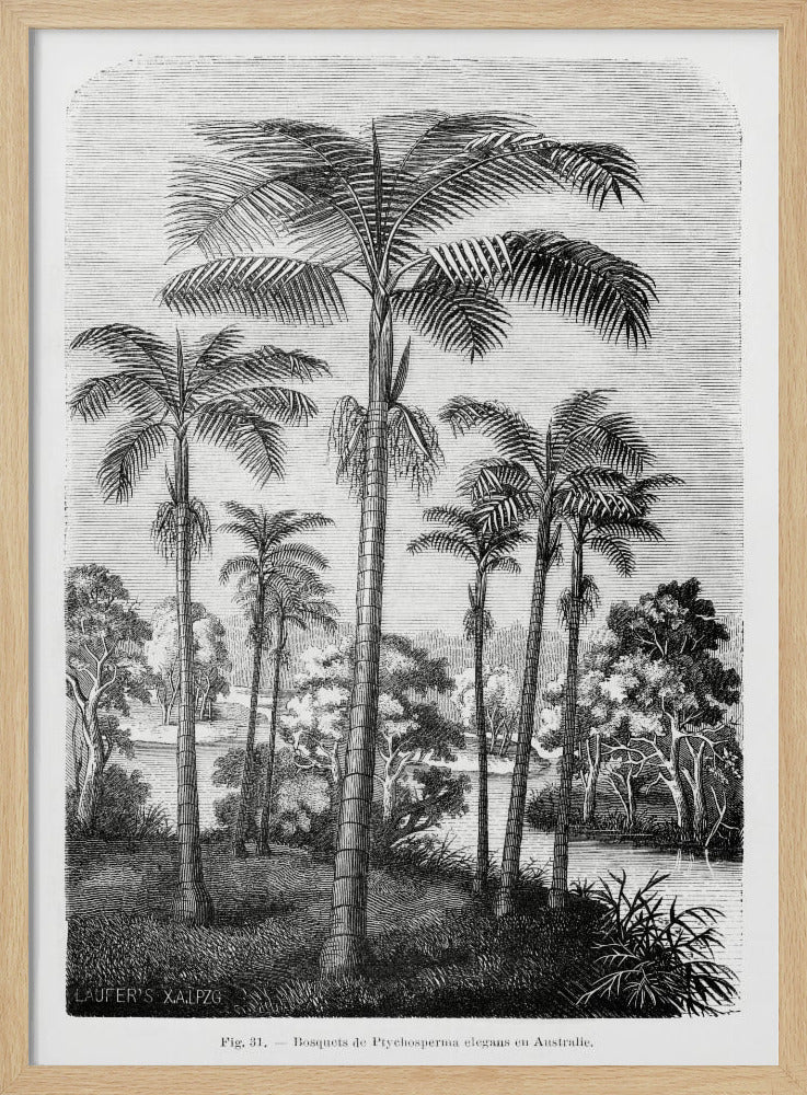 Vintage Palmenzeichnung II | Poster