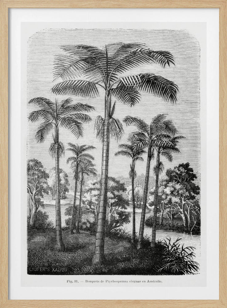 Vintage Palmenzeichnung II | Poster