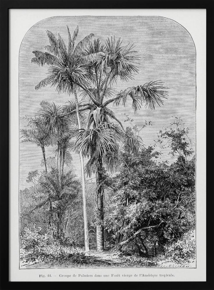 Vintage Palmenzeichnung IV | Poster