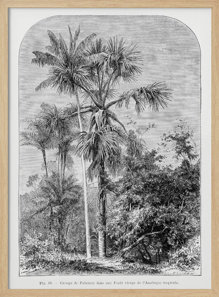 Vintage Palmenzeichnung IV | Poster