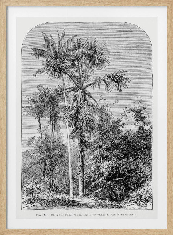 Vintage Palmenzeichnung IV | Poster