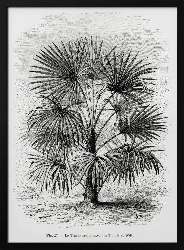 Vintage Palmenzeichnung Xi | Poster