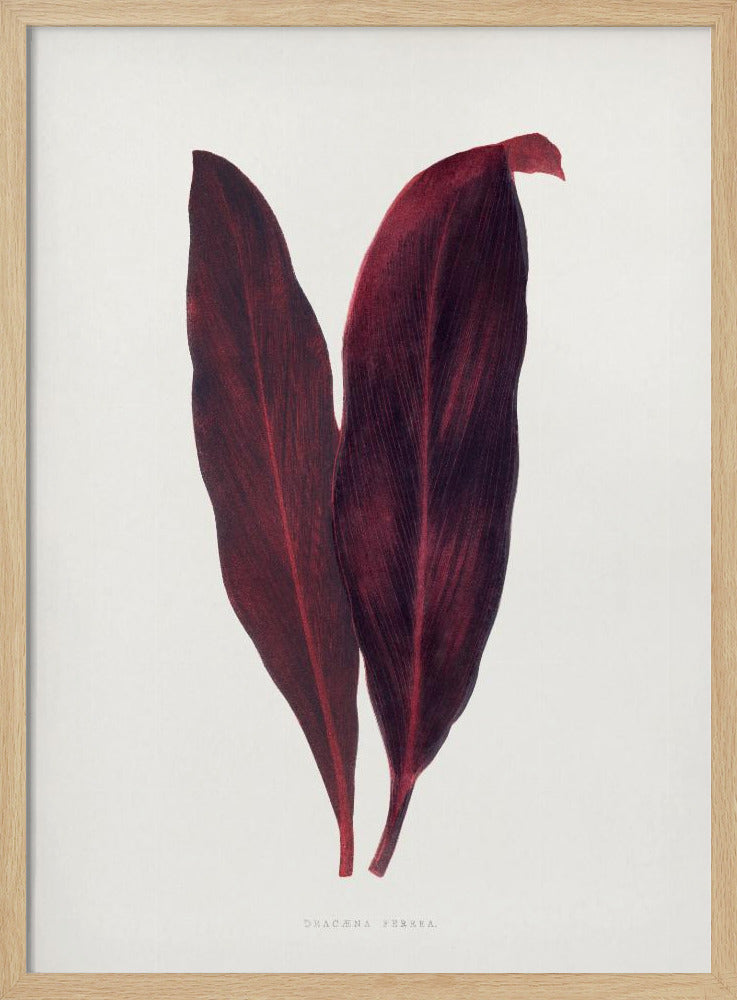 Rosa Dracaena Ferrea Blatt Illustration | Poster