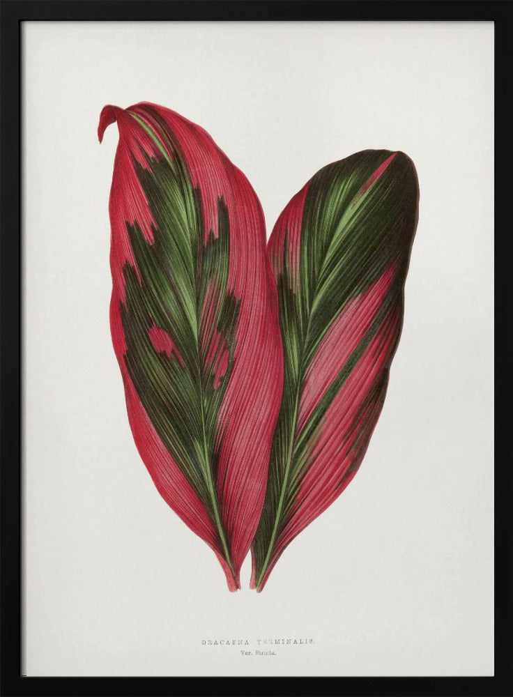 Rosa Dracaena Terminalis Blatt Illustration | Poster