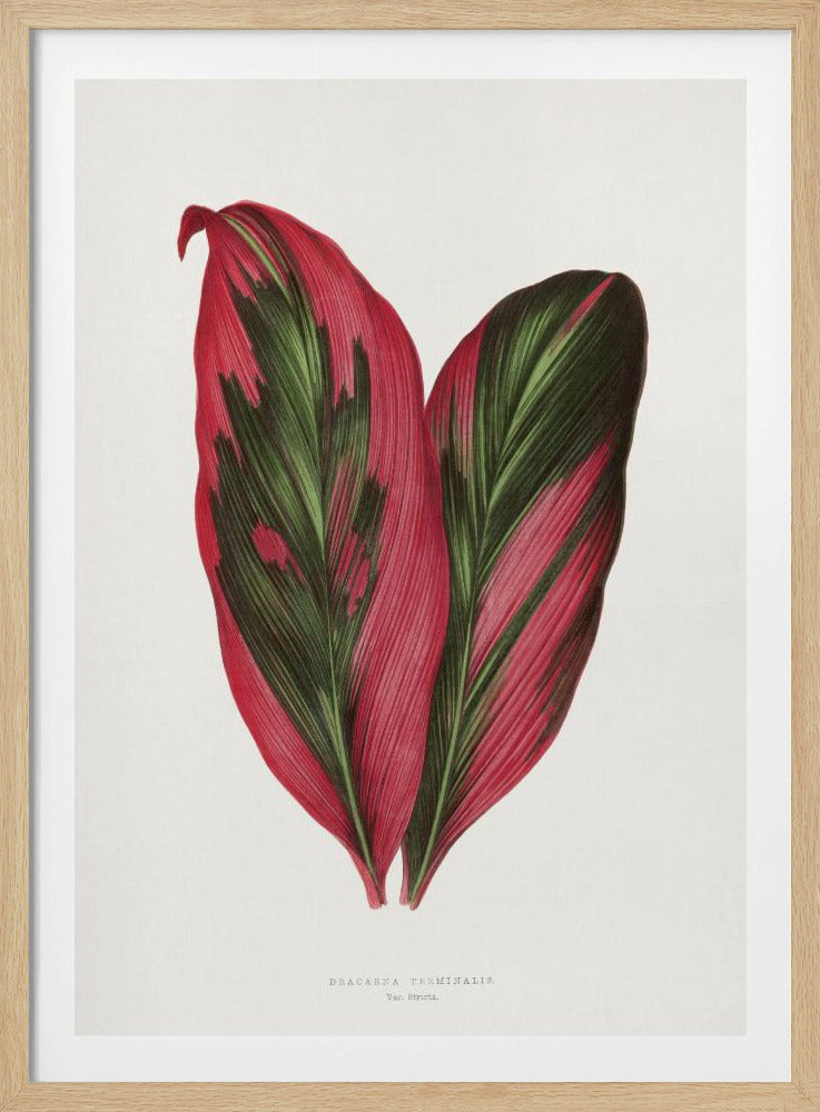 Rosa Dracaena Terminalis Blatt Illustration | Poster