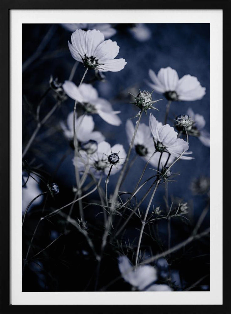 Wildblumen 10 | Poster