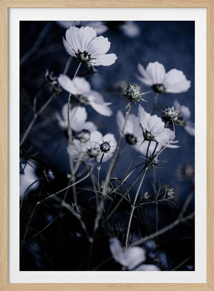 Wildblumen 10 | Poster