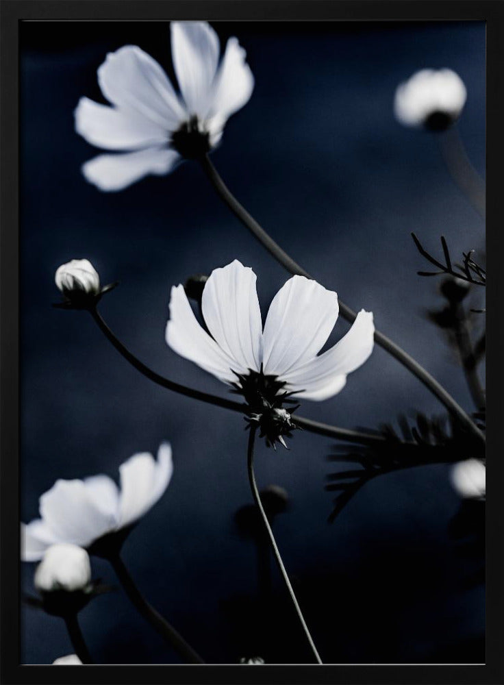 Wildblumen 1 | Poster