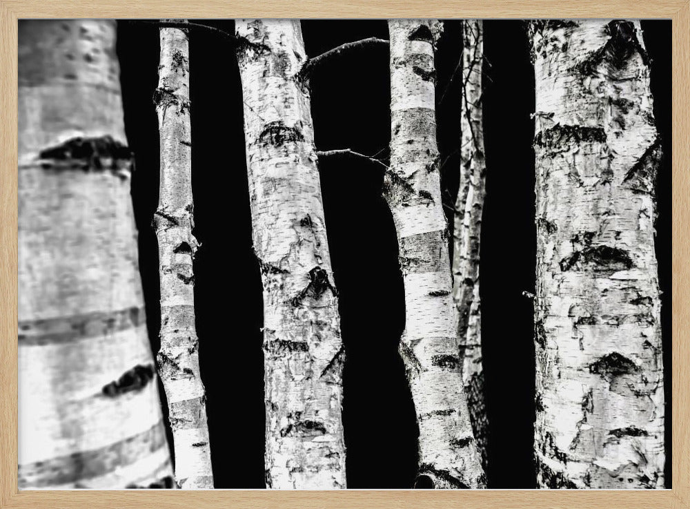 Birken | Poster