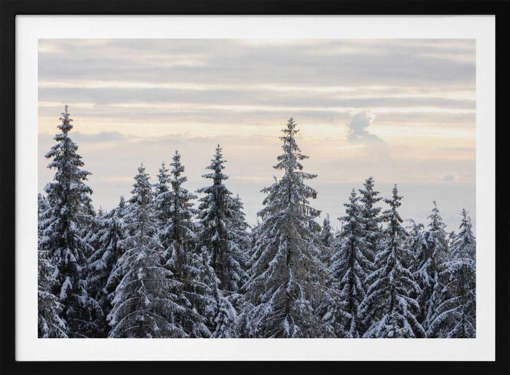 Schneebedeckte Bäume 8 | Poster
