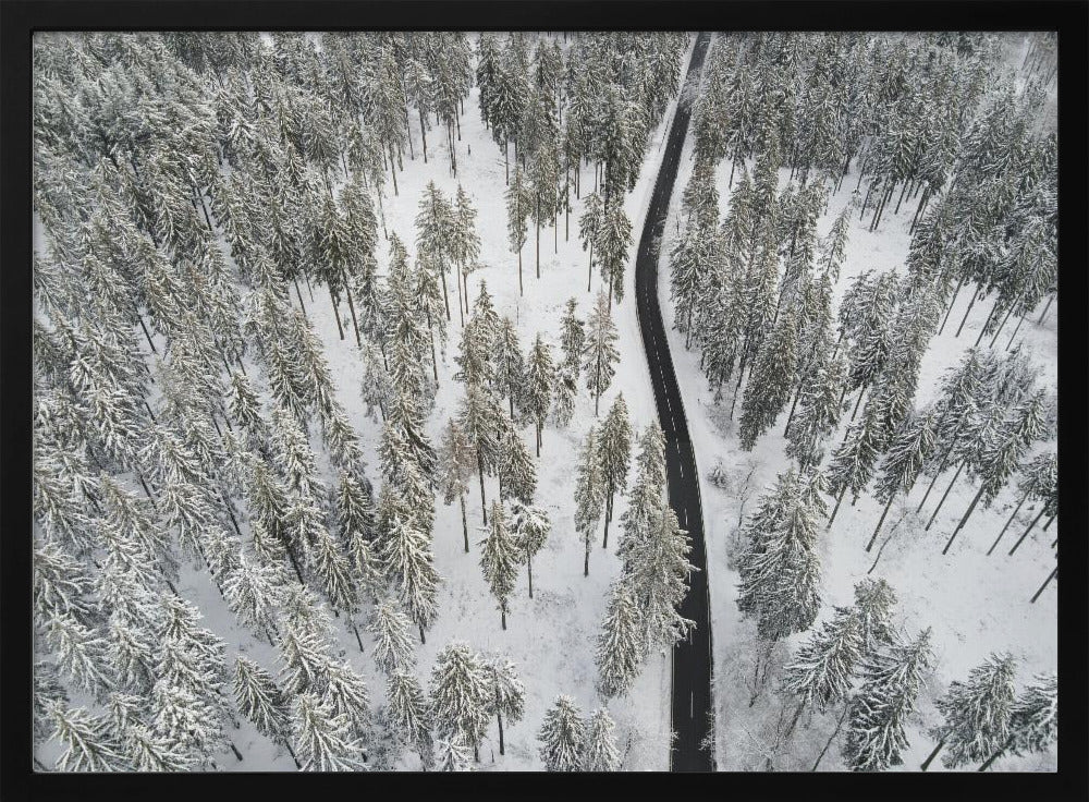 Schneebedeckte Bäume 5 | Poster