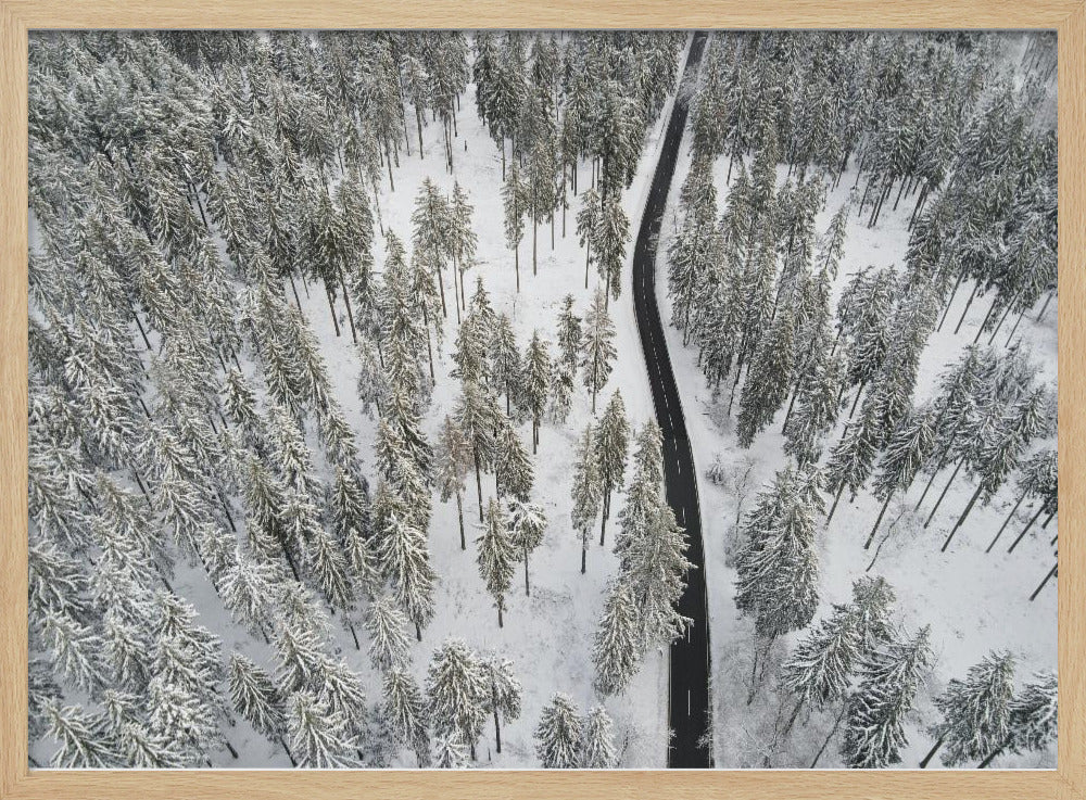 Schneebedeckte Bäume 5 | Poster