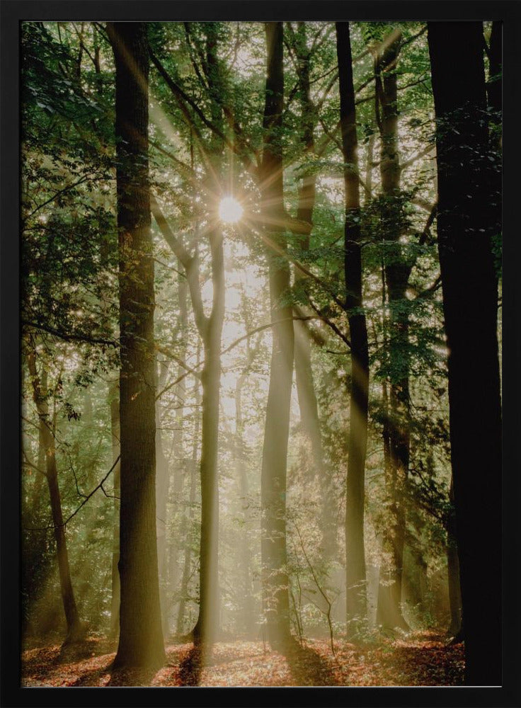 Sonnenstrahlen durch den Wald | Poster