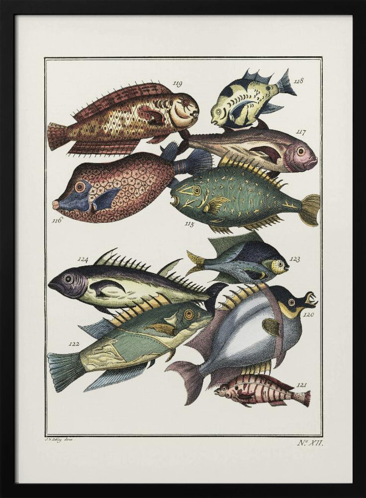 Exotischer Fisch (1767) von JV Schley | Poster