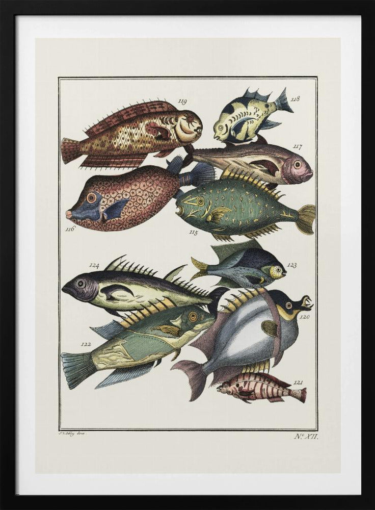 Exotischer Fisch (1767) von JV Schley | Poster