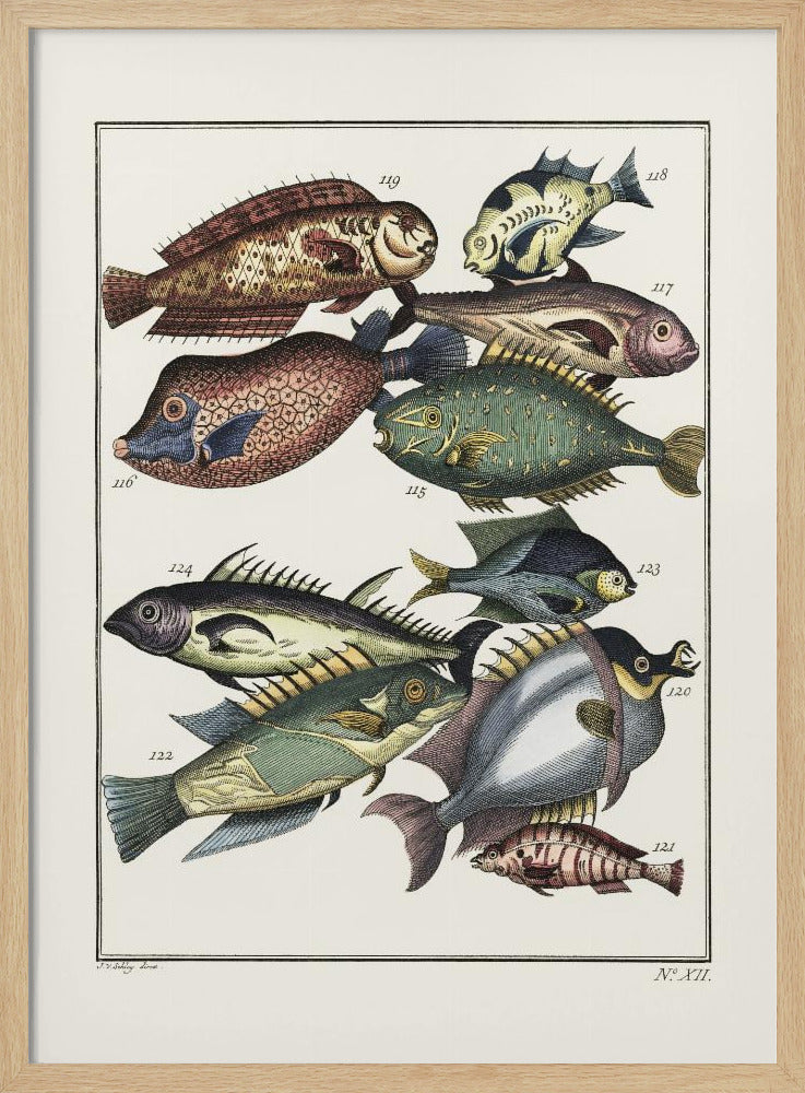 Exotischer Fisch (1767) von JV Schley | Poster