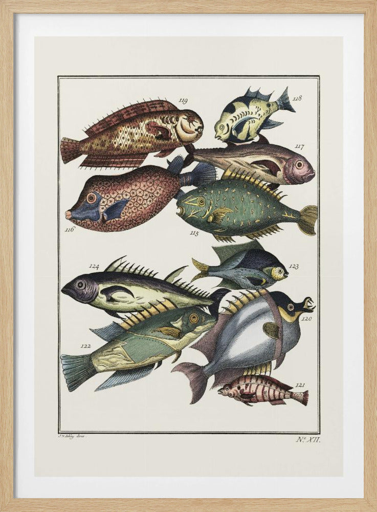 Exotischer Fisch (1767) von JV Schley | Poster