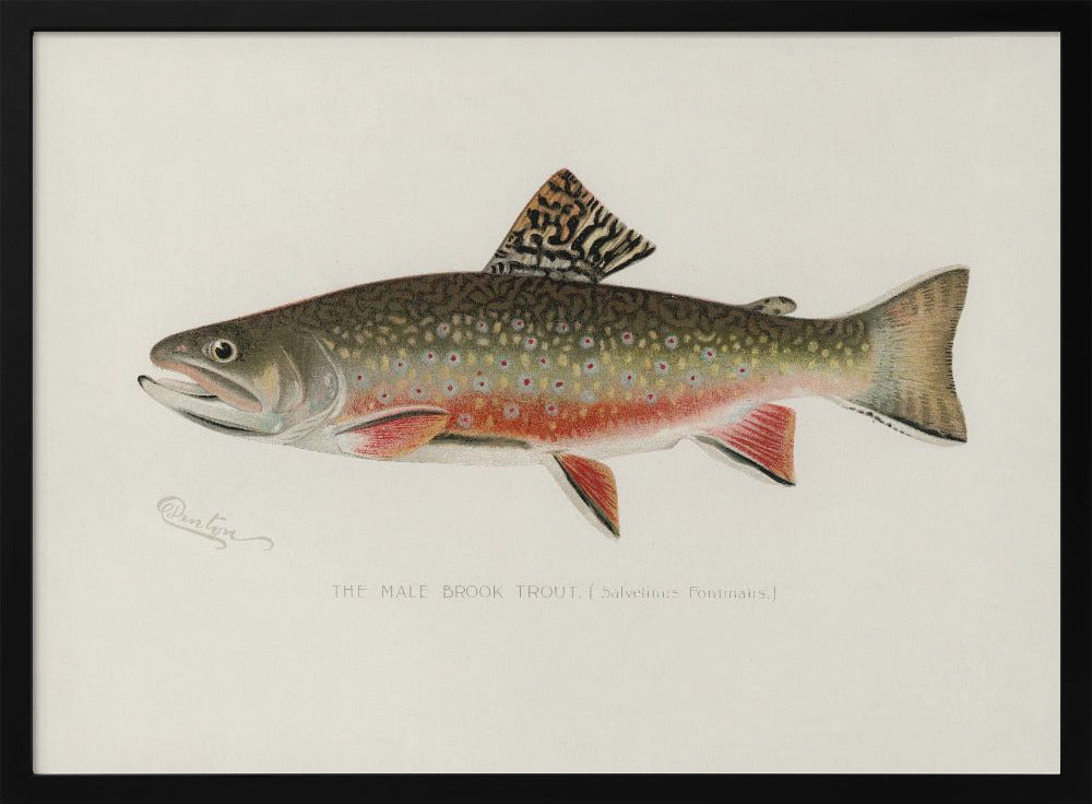 Male Brook Trout | Poster