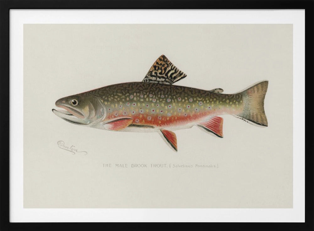 Male Brook Trout | Poster