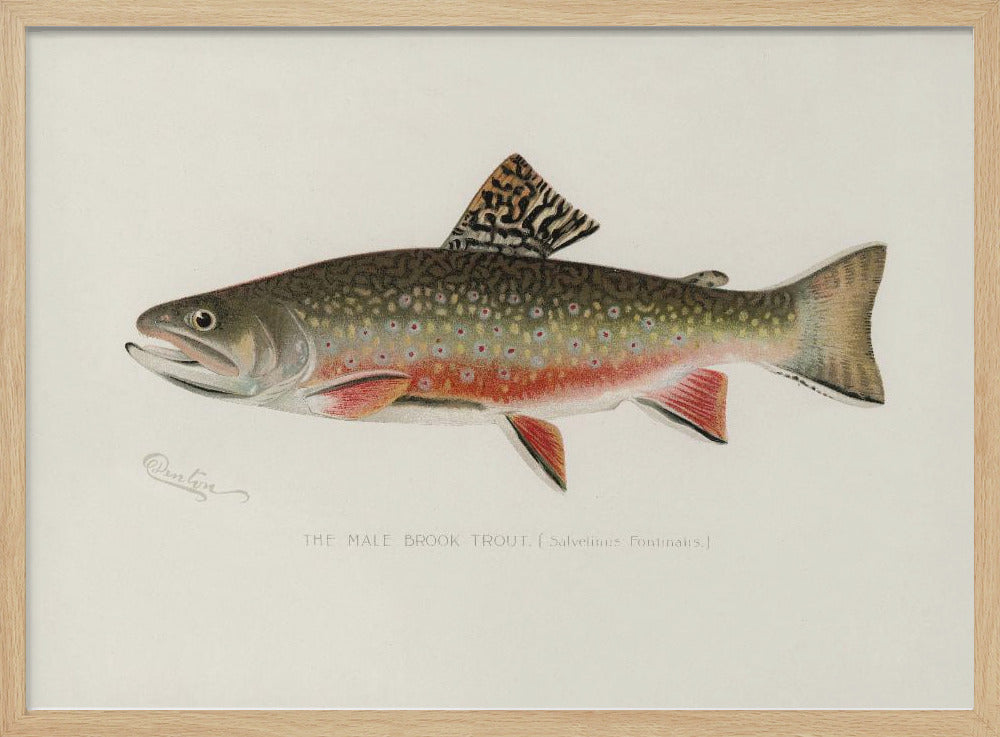 Male Brook Trout | Poster
