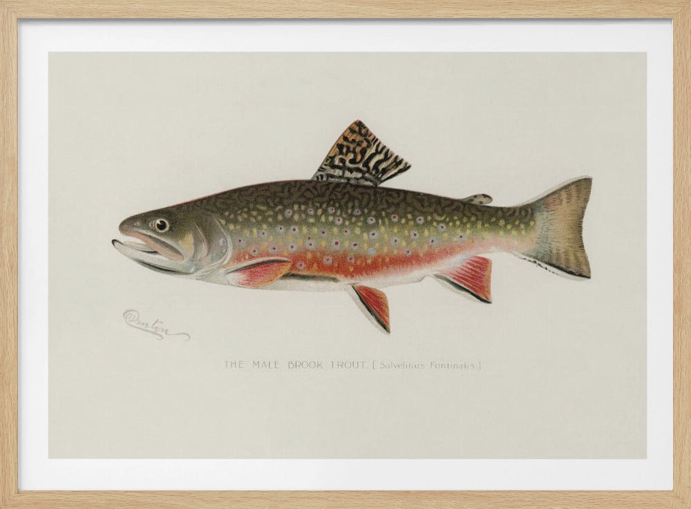 Male Brook Trout | Poster