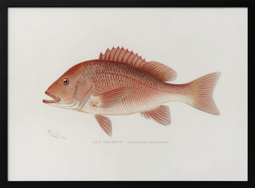Red Snapper | Poster
