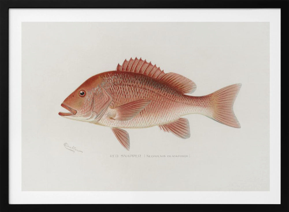 Red Snapper | Poster