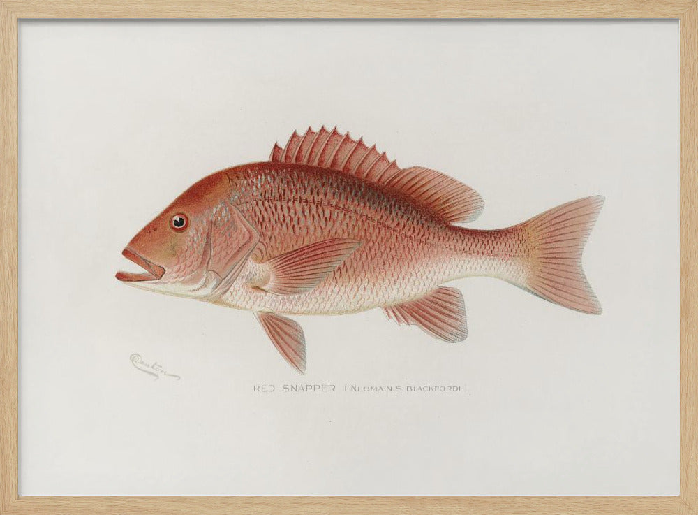 Red Snapper | Poster