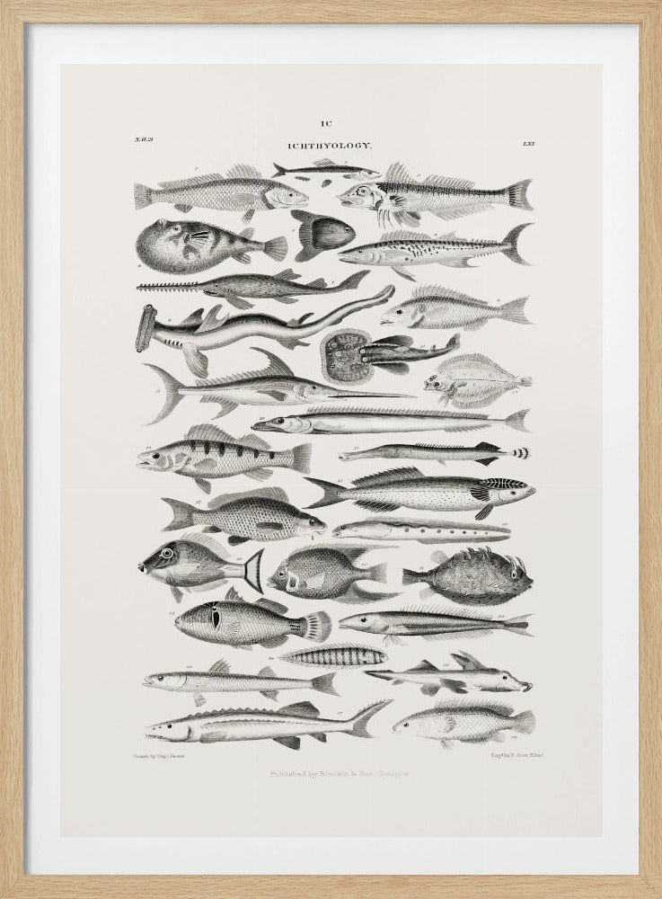 Meerestiere I | Poster