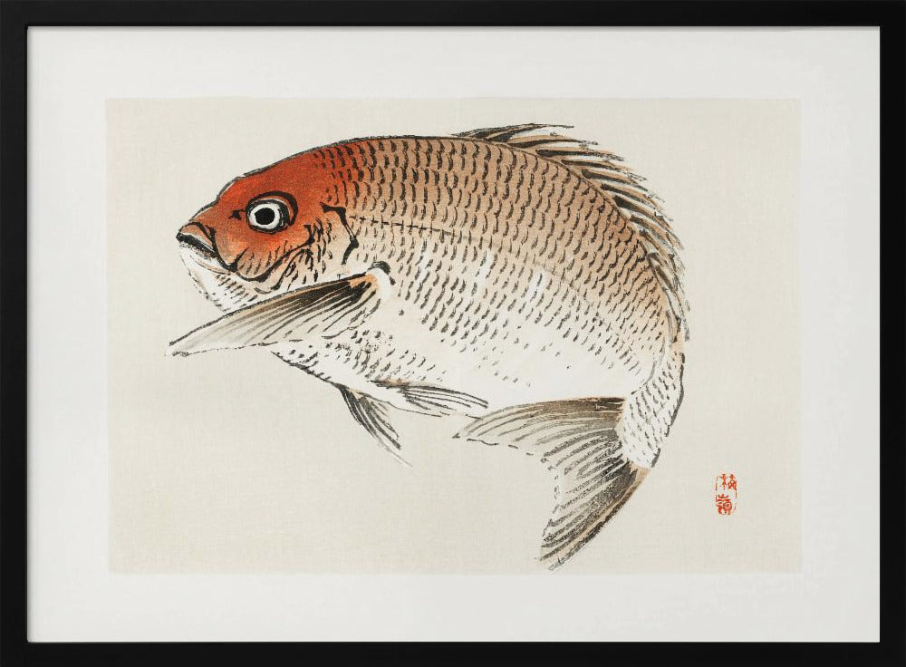 Tai (red Seabream) Fish | Poster